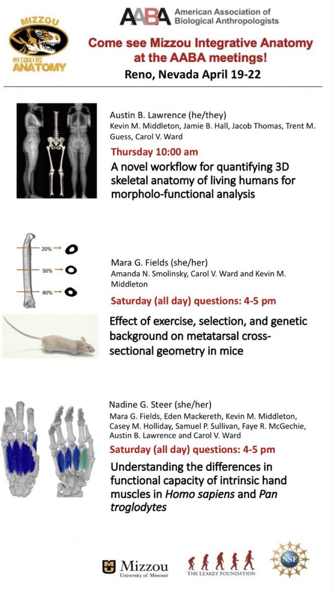 Be sure to check out the great work by MU Integrative Anatomy students at <a href="/BiologicalAnth/">AABA</a> this week!
