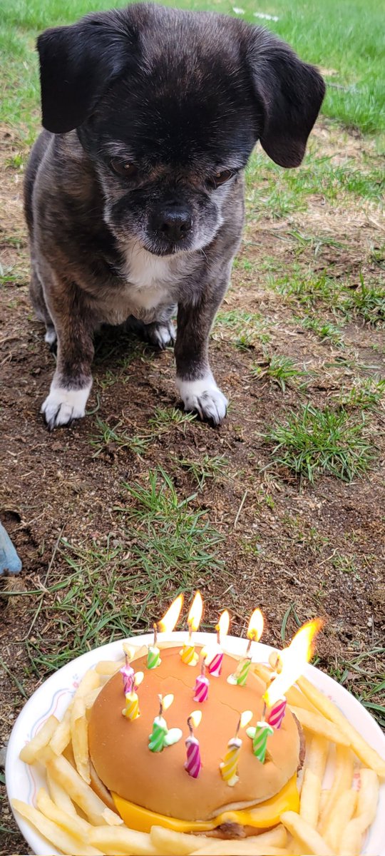 lumpy_speedbump's tweet photo. Happy birthday to my baby girl, Niblet! She's officially a teenager today!!!
Thanks @McDonalds, she loved her cheeseburger cake! 
#dogsoftwitter #dogs #birthdaygirl #McDonalds https://t.co/SC7i0vLkwY
