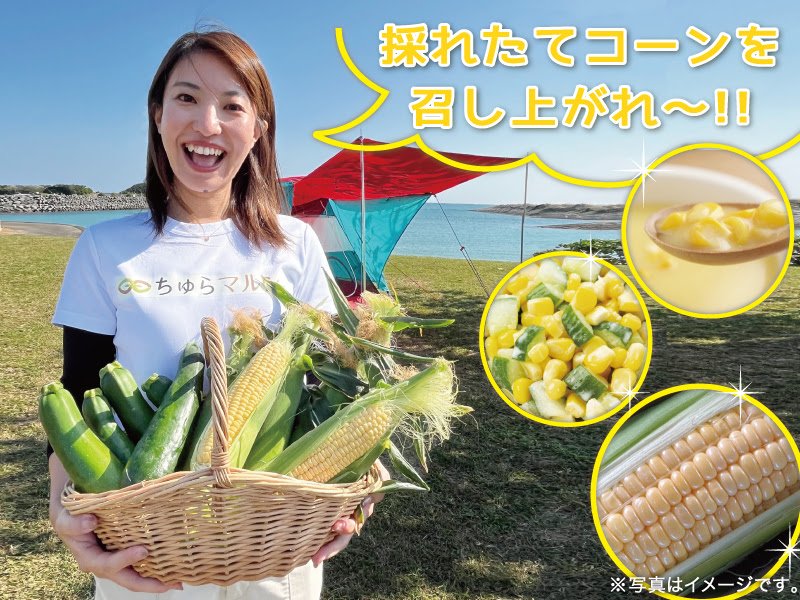 churamarche's tweet photo. 今が旬！スイートコーン商品が集結です💕
⁡
【2週間限定！37%OFF】新鮮スイートコーン☆（5～7本入り）
⁡
【15セット限定】大好評の朝採れドルチェドリームをたっぷり3kgお届け
⁡
＜糖度15度以上＞極甘くんじゃんスイートコーン＆ヤングコーンセット

⁡https://t.co/9SKWXZYXne

#ちゅらマルシェ https://t.co/rHVJGFyxQg
