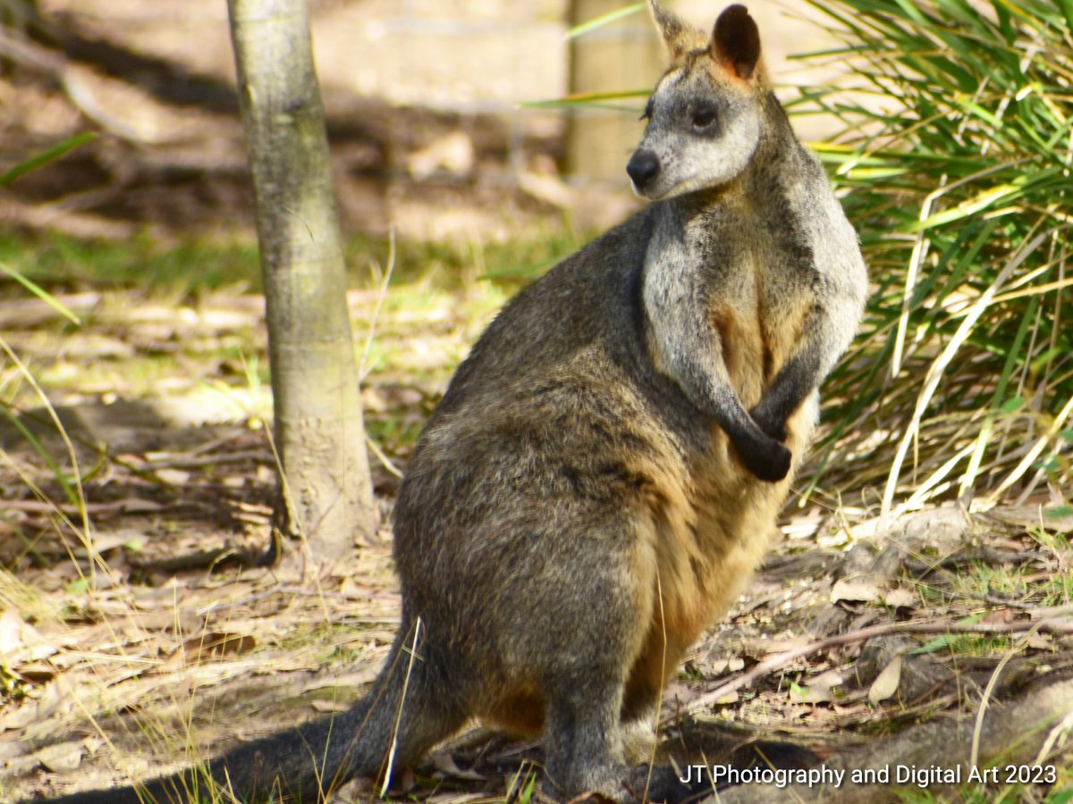 GraveWhisperer's tweet photo. ALWAYS ON THE LOOKOUT
#art #digitalart #photography #wildlife #wallabies #plants #grass #animals #macropods #animalphotography #marsupials #naturephotography #nature #wildlifephotography https://t.co/PL03RrlOns