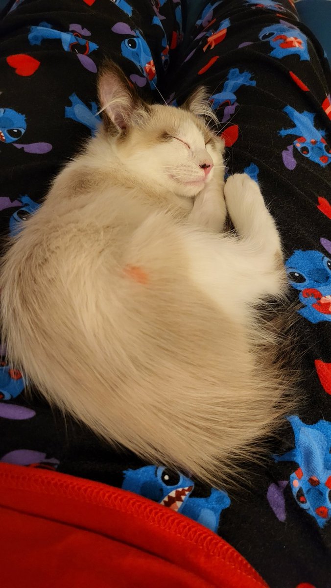 lovablechevy's tweet photo. I love this little ball of fluff so much.  please say hello to our newest addition, obi! https://t.co/UnR6sRPwFp