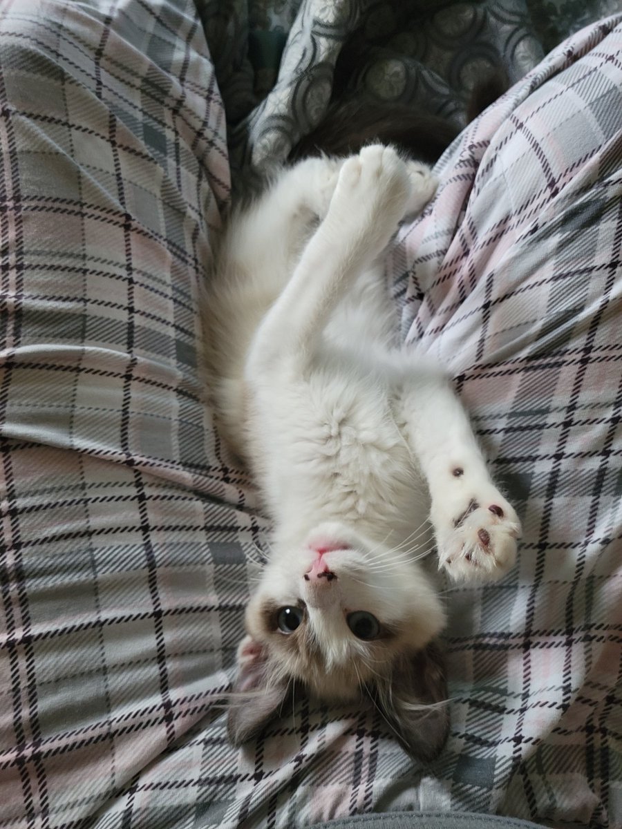 lovablechevy's tweet photo. I love this little ball of fluff so much.  please say hello to our newest addition, obi! https://t.co/UnR6sRPwFp