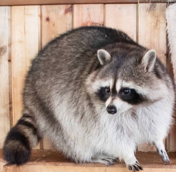 MapachitosFun tweet picture