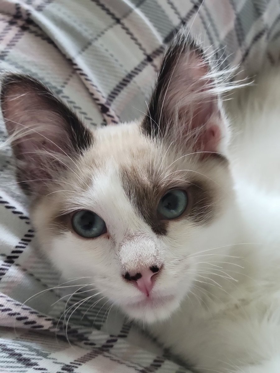 lovablechevy's tweet photo. I love this little ball of fluff so much.  please say hello to our newest addition, obi! https://t.co/UnR6sRPwFp