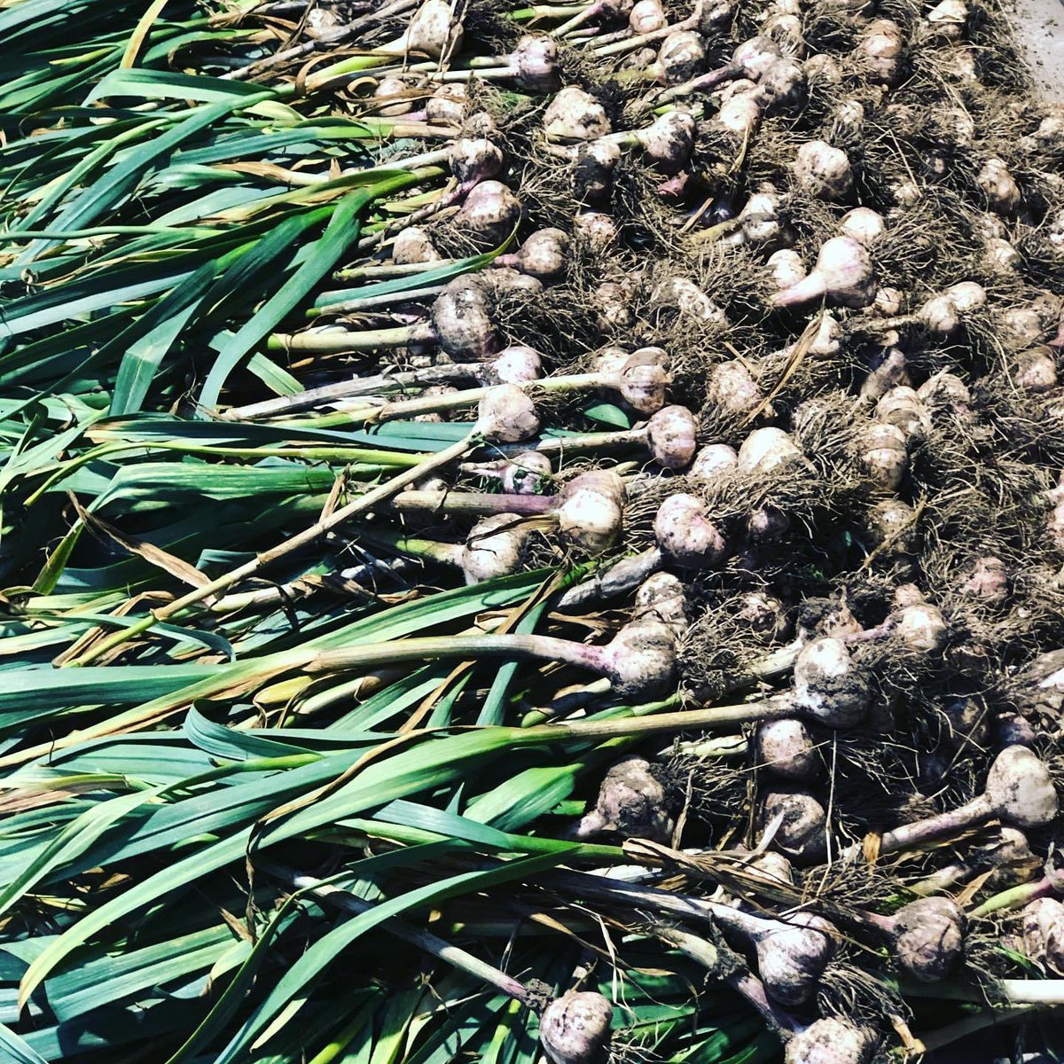 IRsweetcorn's tweet photo. Itโs #NationalGarlicDay and we need to celebrate! #garlic #scapes #pesto #fresheating #cooking https://t.co/V6QFLquihT