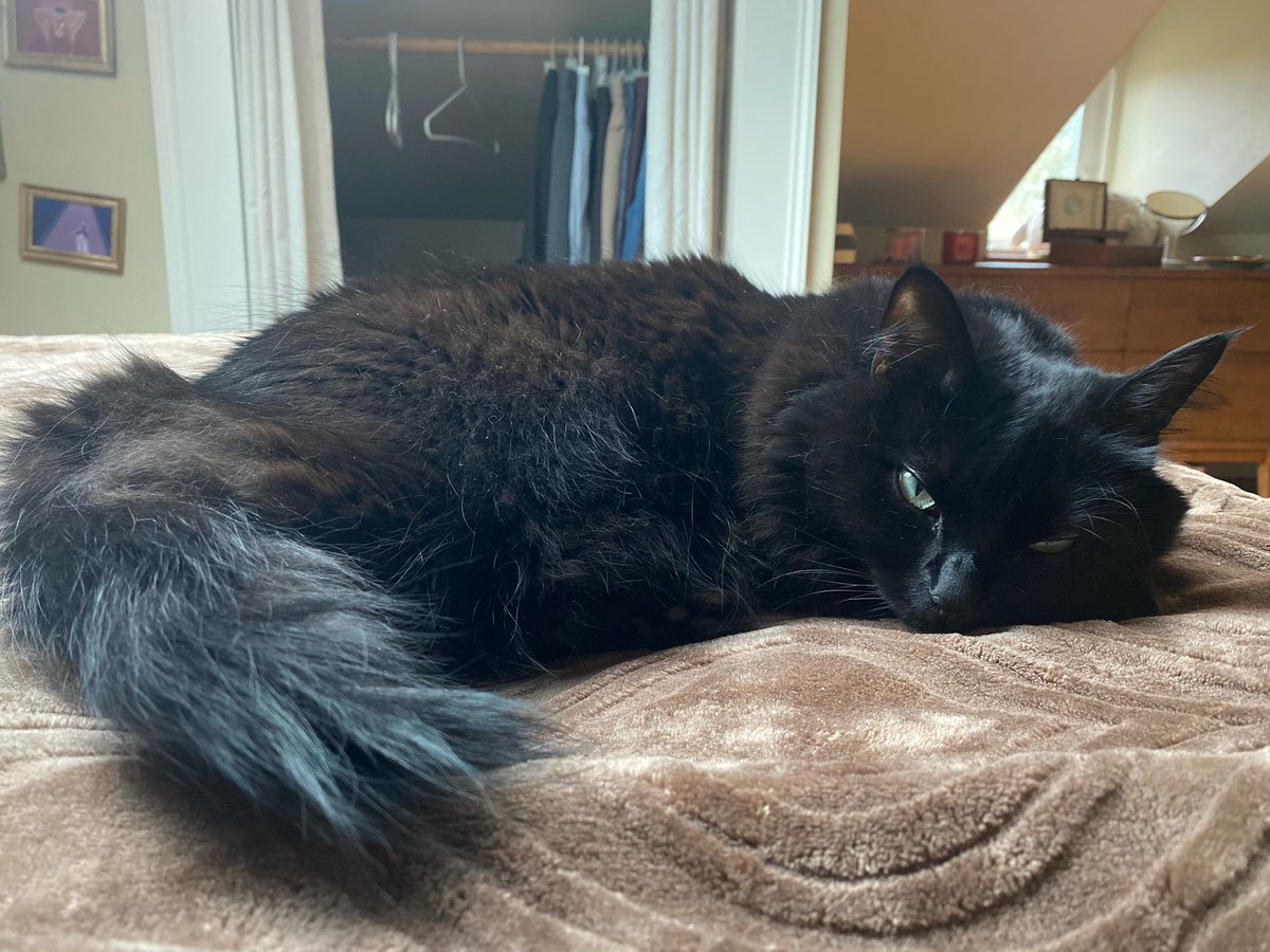 binxeveryday's tweet photo. the pet sitter gives me twice daily binx updates. 10/10 ⭐️⭐️⭐️⭐️⭐️ https://t.co/7k4bEb92c8
