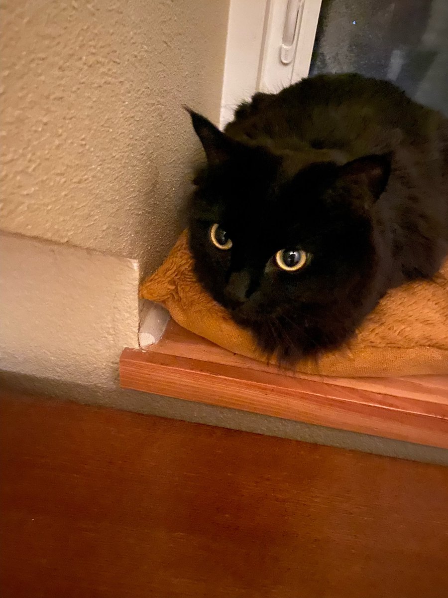 binxeveryday's tweet photo. the pet sitter gives me twice daily binx updates. 10/10 ⭐️⭐️⭐️⭐️⭐️ https://t.co/7k4bEb92c8