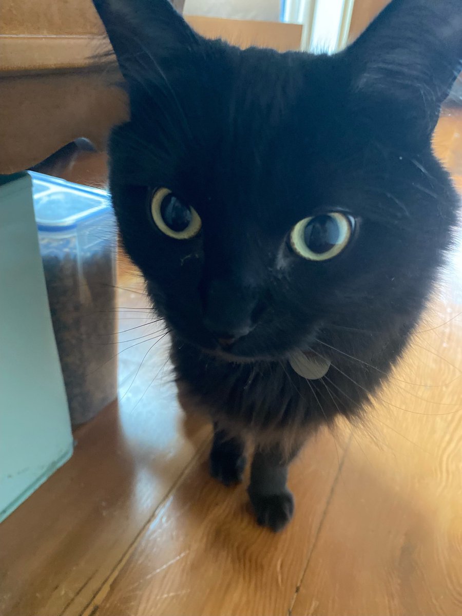 the pet sitter gives me twice daily binx updates. 10/10 ⭐️⭐️⭐️⭐️⭐️