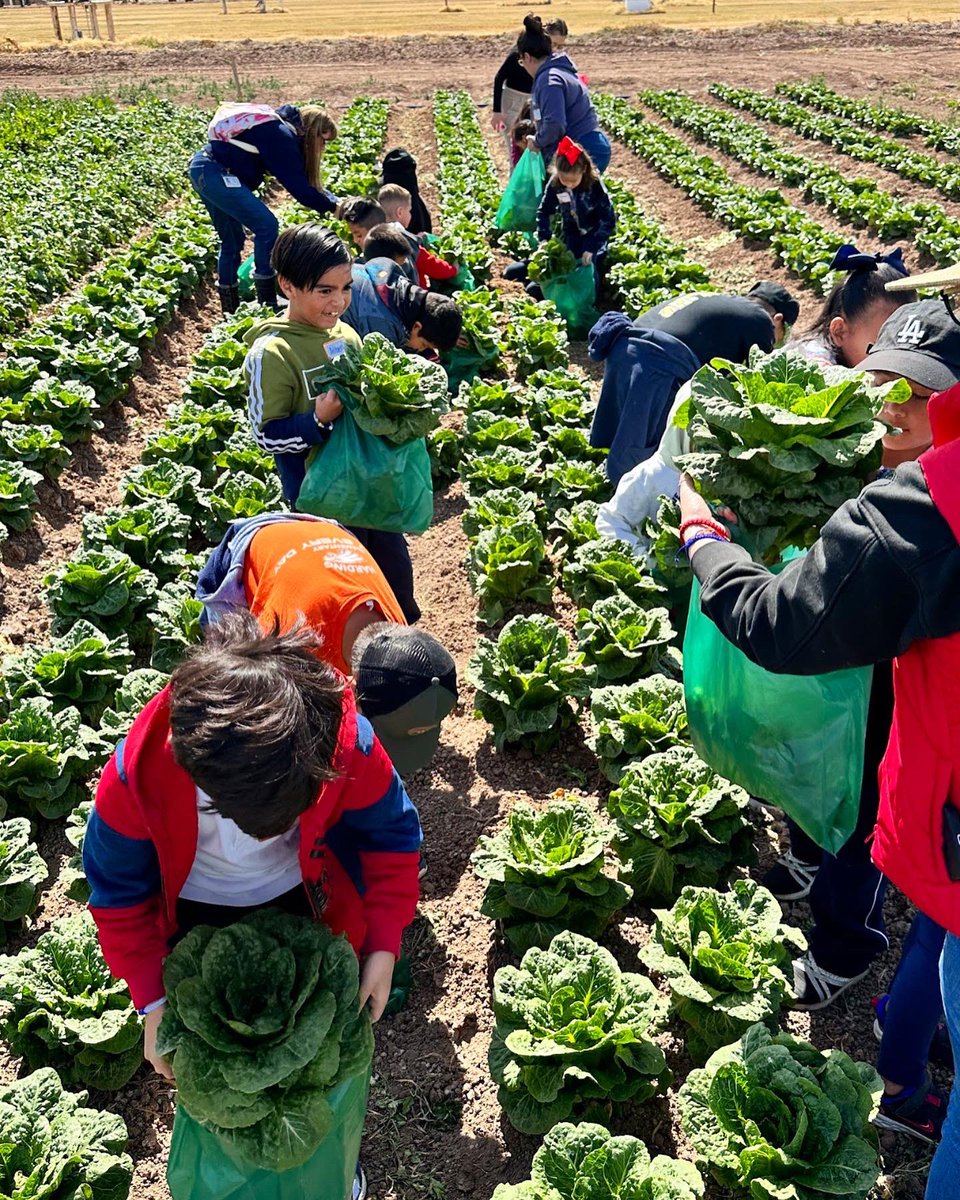 UCFarmSmart's tweet photo. Thank you to all the schools who brought their classes to explore Vegetable Adventures! Students and Staff from around the Imperial Valley were able to learn what plants need to grow. They discussed where our water comes from, different soil types, and where seeds come from! https://t.co/ZjJdWoomFJ