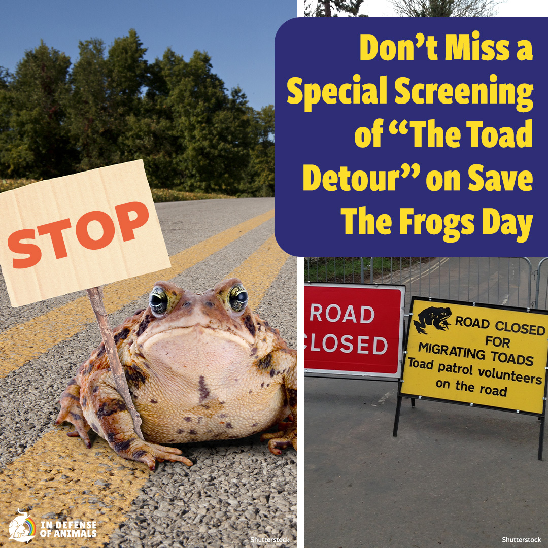 IDAUSA's tweet photo. Celebrate #SaveTheFrogsDay with In Defense of Animals by joining a film screening of #TheToadDetour to learn about how one community saved the toads: https://t.co/4gmaXHTVv1
Pls RT and support our work: https://t.co/6ImraSiY0u
#AmphibianAppreciation #SaveTheToads https://t.co/WZghkoxu09