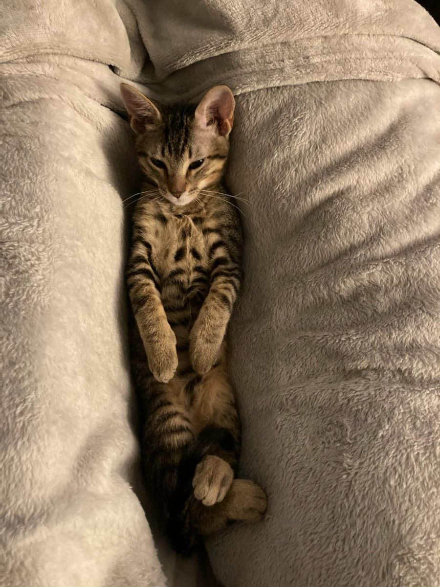 BusinessUTA's tweet photo. #NationalCatLadyDay πΈ
Leslie Loignon, Administrative Assistant in Graduate Business Services, shares Draco and Luna with us.
#humorousday #humpday https://t.co/8IaCyHz35B