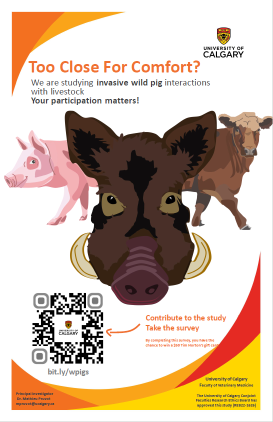 If you’ve observed wild pigs interacting with your livestock, researchers at the @ucalgaryvetmed want to hear from you! Complete the survey here: bit.ly/wpigs
