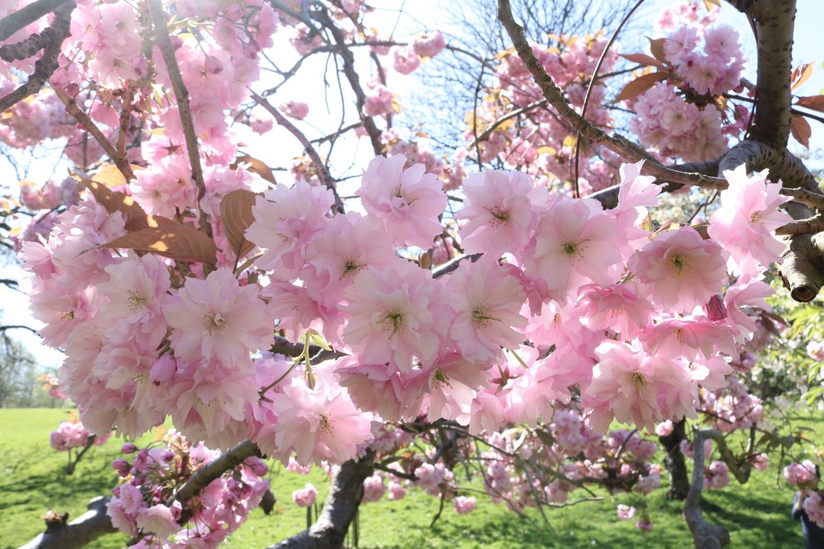 LittlePipLaura's tweet photo. #BlossomWatchComp https://t.co/1v3BP4YgHB