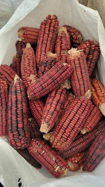 Maíz sangre de toro. Su color es rojo, su grano es grande y su forma es dentado. Se cultiva en algunas comunidades de Guerreo. Es utilizado para hacer tortilla y atoles. Los granos rojos son debido a la capacidad de acelerar el metabolismo.
👉🏾Marcos Cortez
semillasdevida.org.mx/maiz-sangre-de…