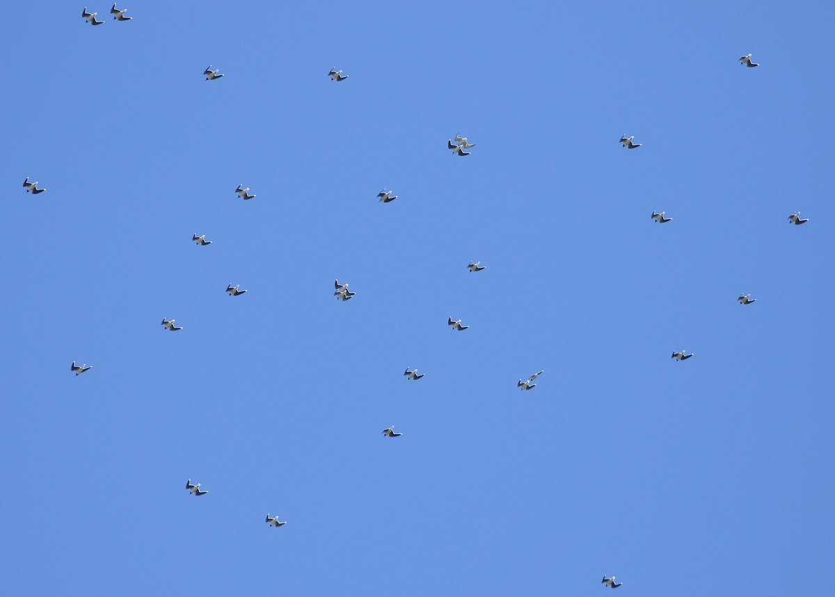 Managed to catch the record breaking flock of 46 Little Gulls at Orgreave this afternoon. The whole flock spiralled up high calling around 14:45, before leaving to the E at 15:05.