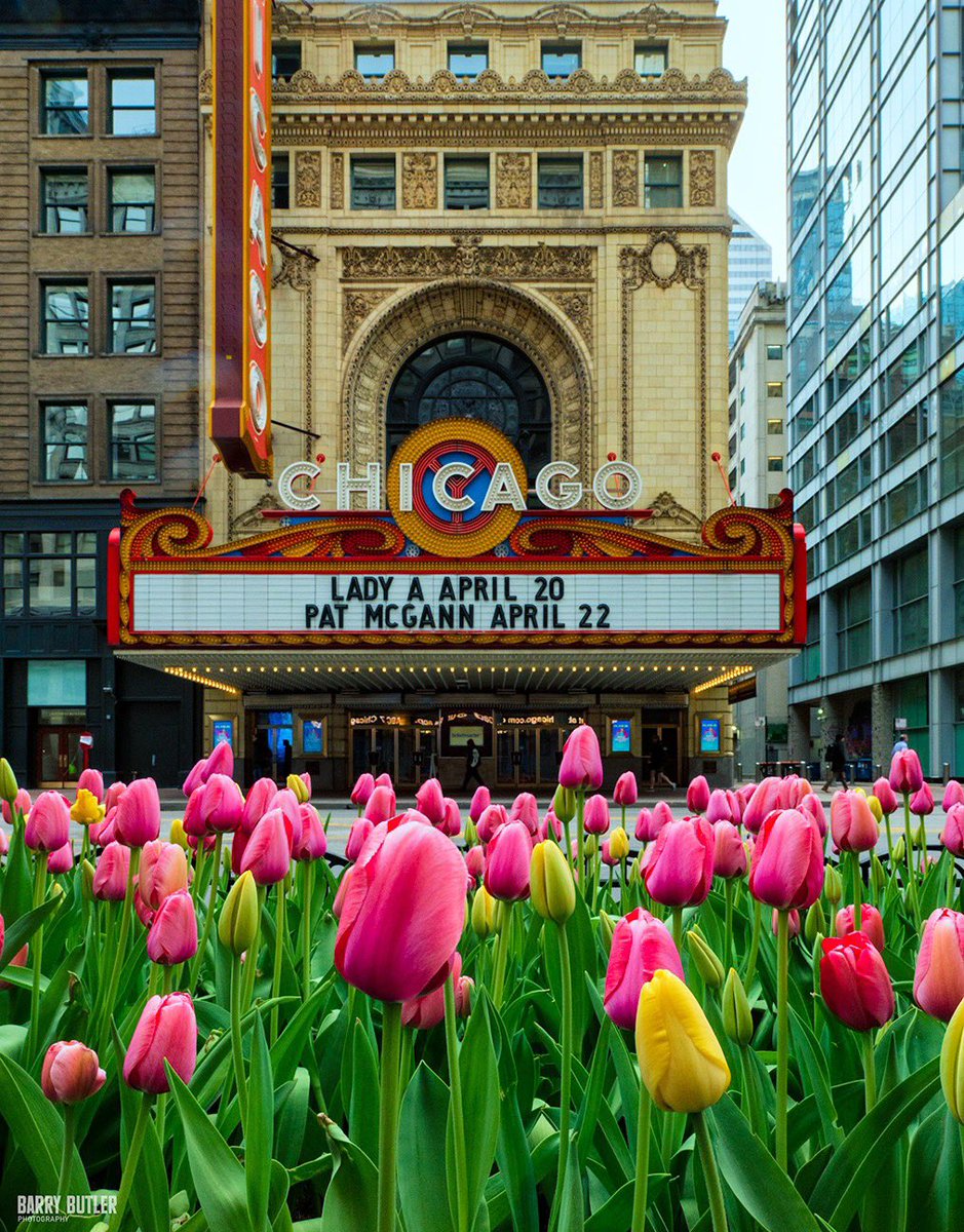 barrybutler9's tweet photo. Today's Tulips at the Theatre.   This morning on State Street at the Chicago Theatre.  #weather #chicago  #ilwx #news #spring https://t.co/Y1w0GgsJ4p