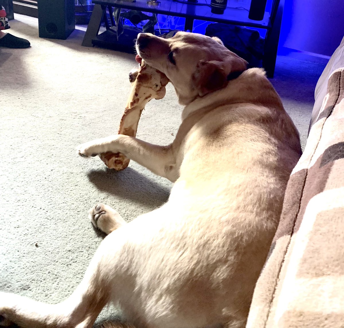 CliftonSith39's tweet photo. @LabradorRetri12 my big boy Brady https://t.co/noP18n290K