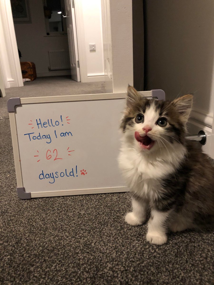 Why you should have a cat (@shouldhavecat) on Twitter photo 