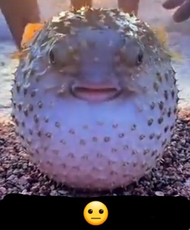 Frogezilla's tweet photo. @arschessen @transfem_2D @3liSalari @SigmaActivity https://t.co/QVB6vFpLqj