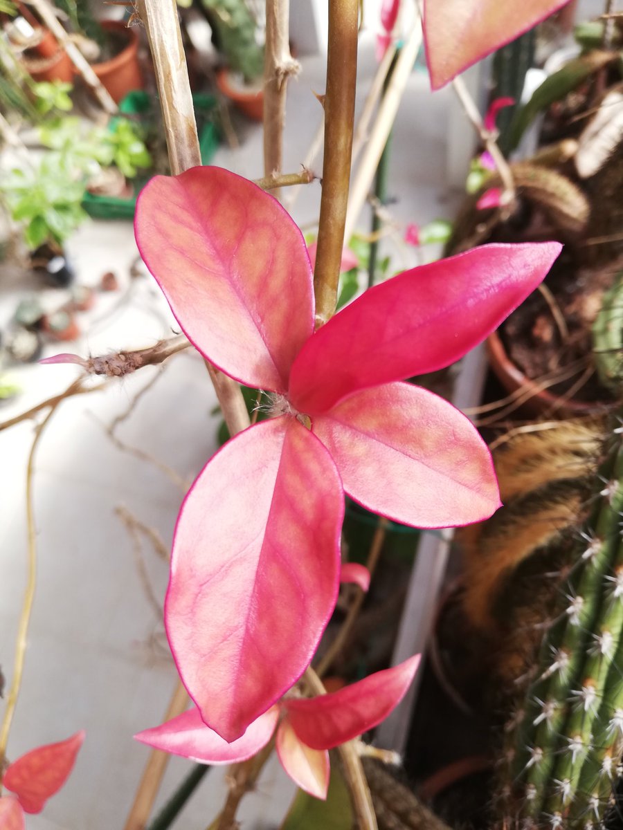 Pereskia_Cactus's tweet photo. #pereskia #aculeata and it's lovely leef's incl. the var. #godseffiana https://t.co/j4viazKF6r