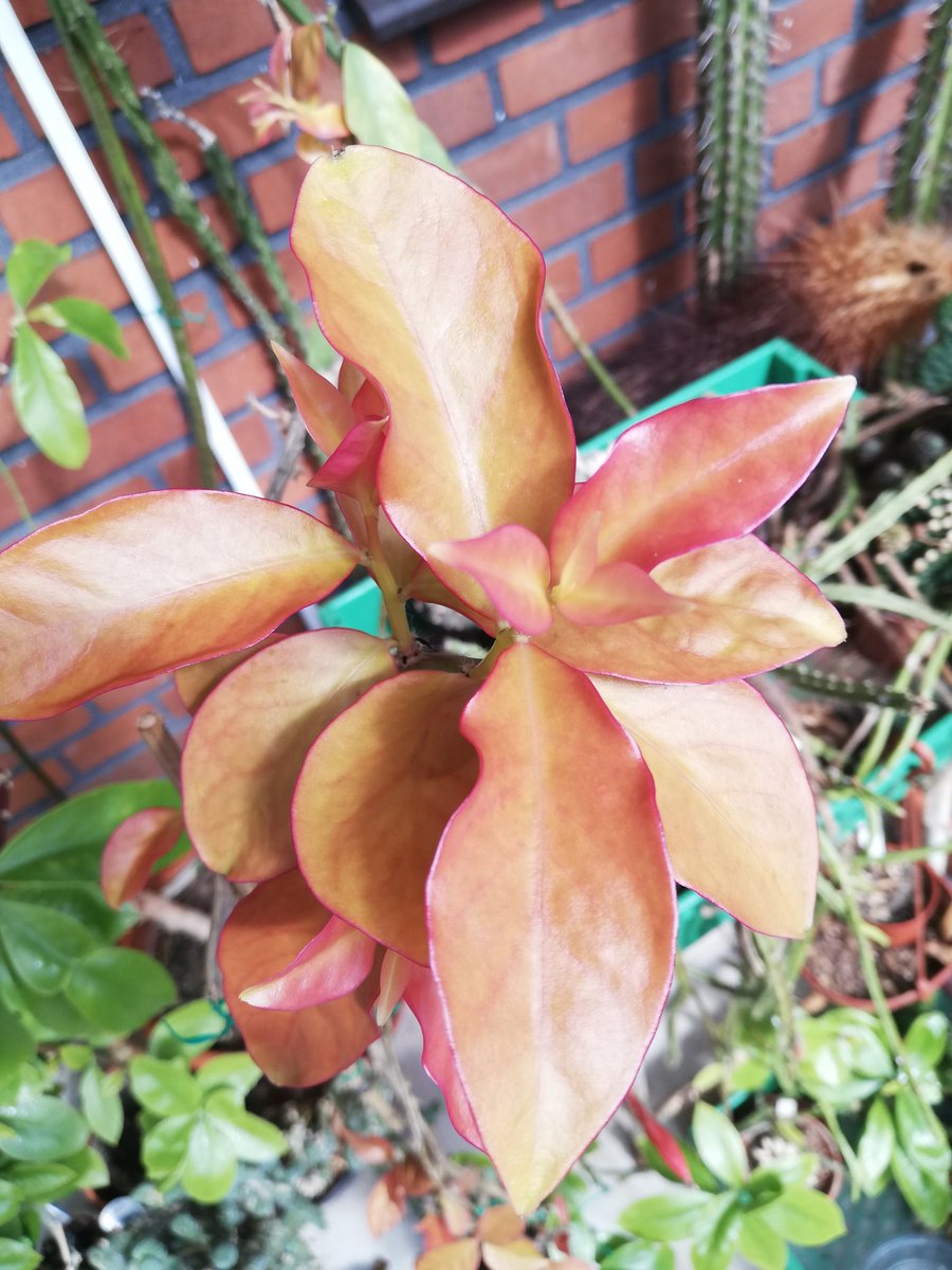 Pereskia_Cactus's tweet photo. #pereskia #aculeata and it's lovely leef's incl. the var. #godseffiana https://t.co/j4viazKF6r