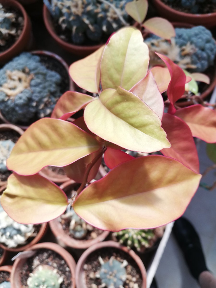 Pereskia_Cactus's tweet photo. #pereskia #aculeata and it's lovely leef's incl. the var. #godseffiana https://t.co/j4viazKF6r