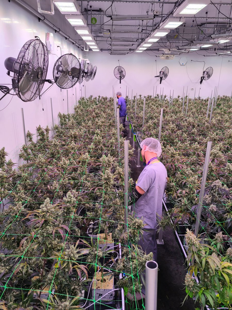 The Victoria Cannabis Company tweet media