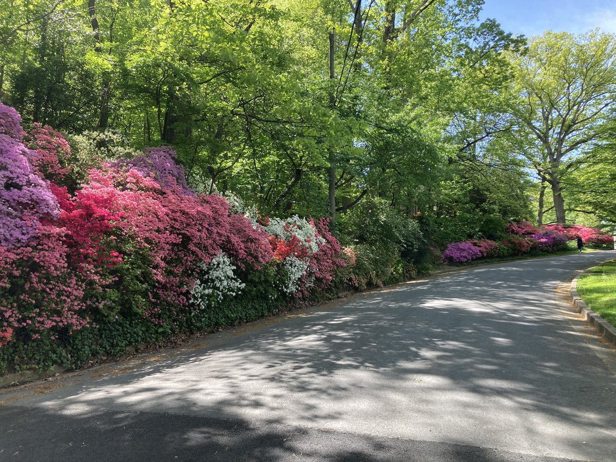 CollieCrusader's tweet photo. 🌺 This is an entire street-long wall of azaleas that are a delight to see each year with neighbors’ azaleas adding to the collection.
#azaleas #azaleabanks #wallofazaleas #azalea #collieflower https://t.co/HnwTC2535k