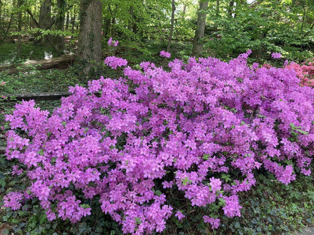 CollieCrusader's tweet photo. 🌺 This is an entire street-long wall of azaleas that are a delight to see each year with neighbors’ azaleas adding to the collection.
#azaleas #azaleabanks #wallofazaleas #azalea #collieflower https://t.co/HnwTC2535k