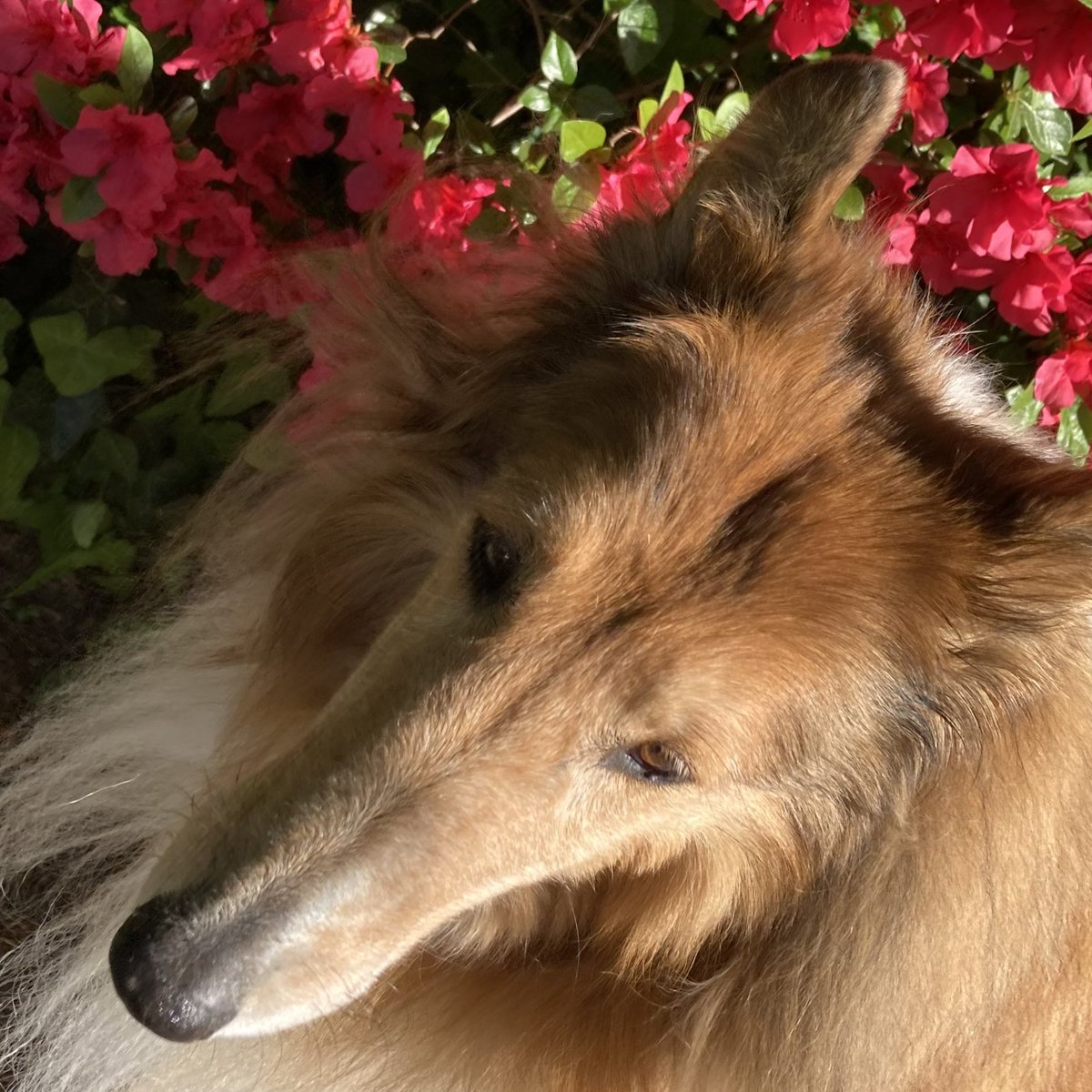 CollieCrusader's tweet photo. 🌺 This is an entire street-long wall of azaleas that are a delight to see each year with neighbors’ azaleas adding to the collection.
#azaleas #azaleabanks #wallofazaleas #azalea #collieflower https://t.co/HnwTC2535k
