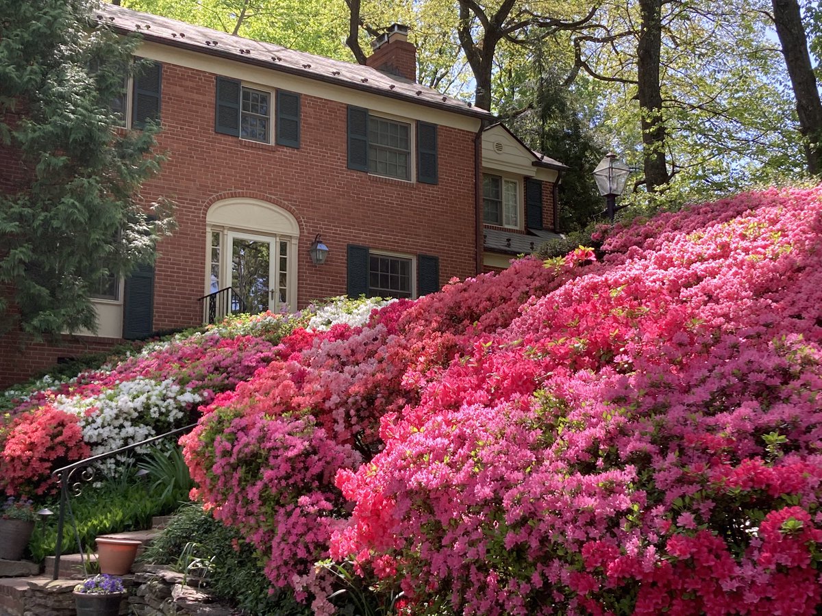 CollieCrusader's tweet photo. 🌺 This is an entire street-long wall of azaleas that are a delight to see each year with neighbors’ azaleas adding to the collection.
#azaleas #azaleabanks #wallofazaleas #azalea #collieflower https://t.co/HnwTC2535k
