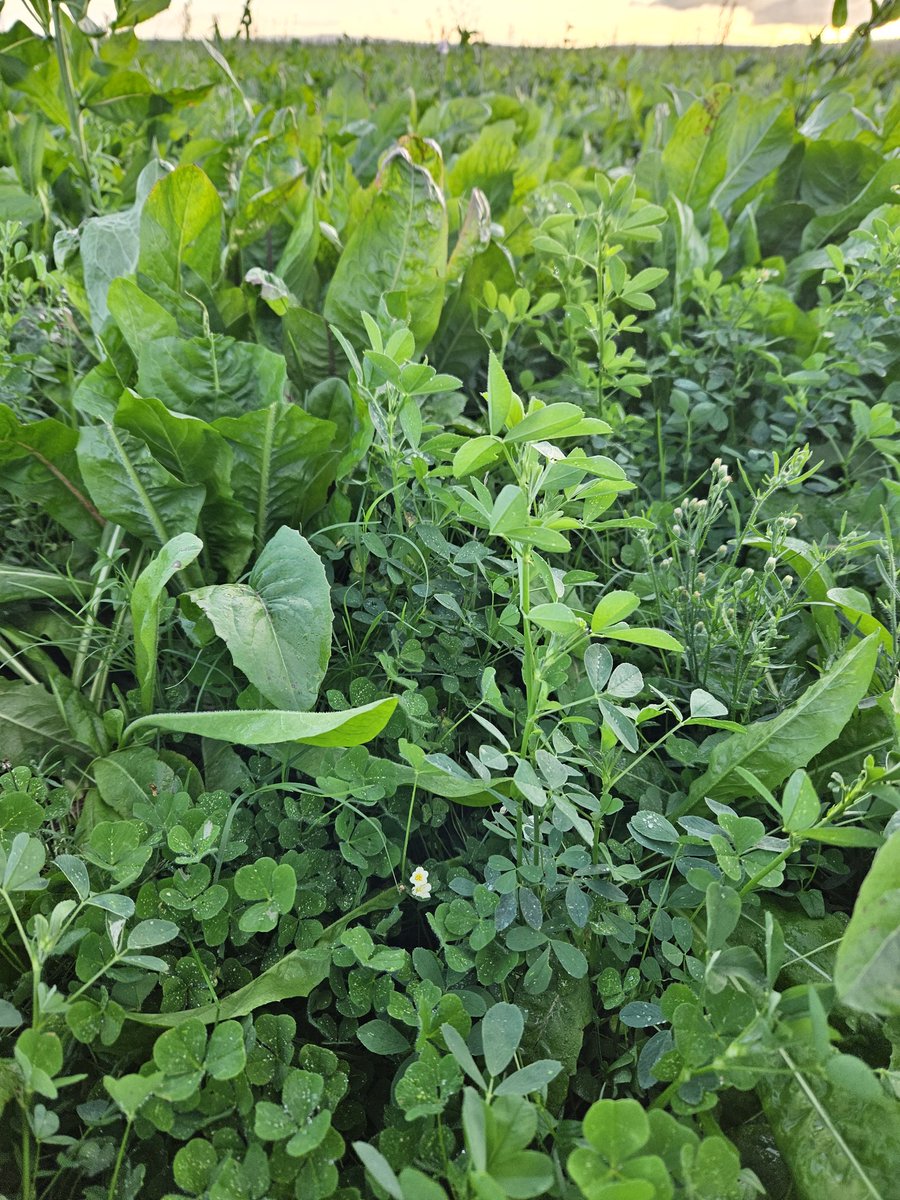 Paul Apolant tweet media