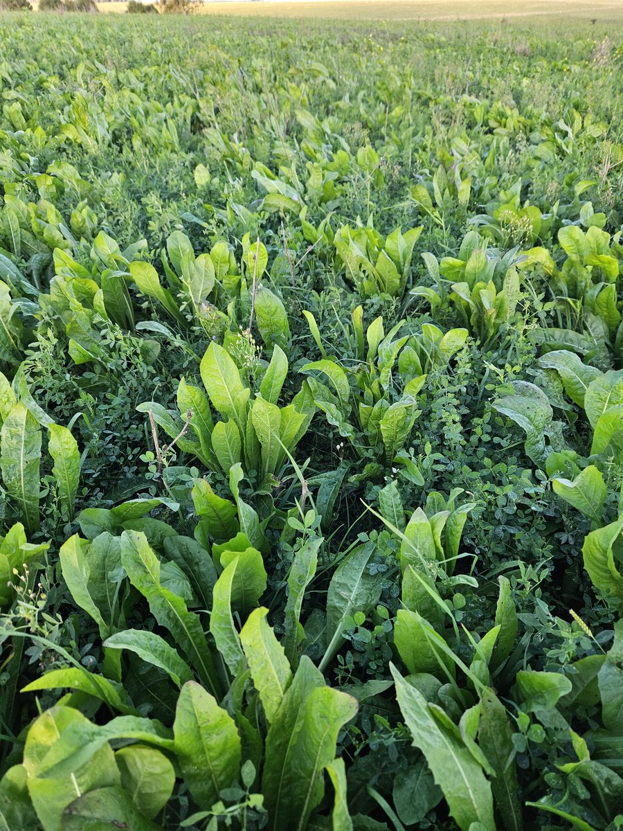 Paul Apolant tweet media