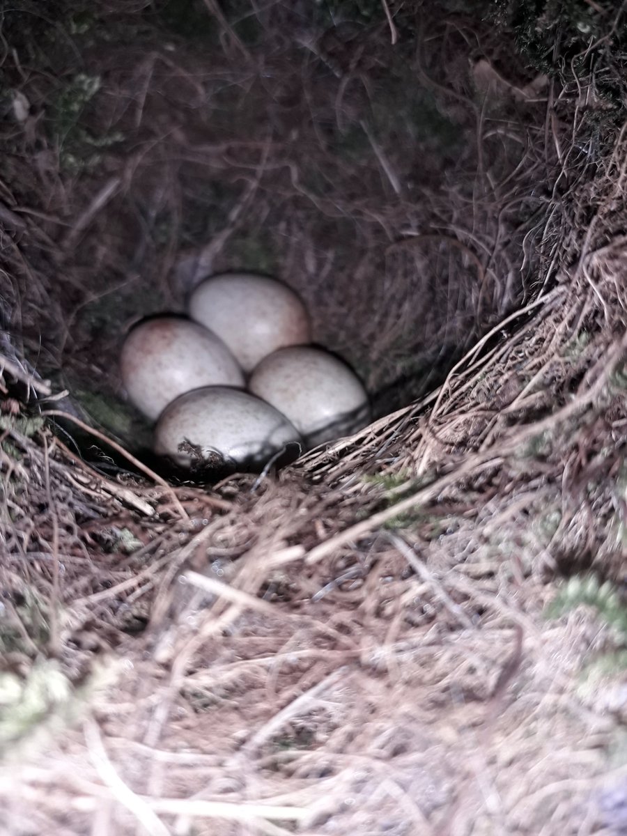 DHarazny's tweet photo. @CRTNorthWest @_BTO @CheshireWT @_JoelAshton @IoloWilliams2 @LGSpace @WildlifeGardenP @MeganRural @IoloWilliams2 @WilderThingsUK Robin, nesting in a teapot on #MyPatch #SaltersfordLocks now incubating 4 eggs #nestingtime #eggs #nature #wildlife #nests #Cheshire https://t.co/pKjBAC5Kj7