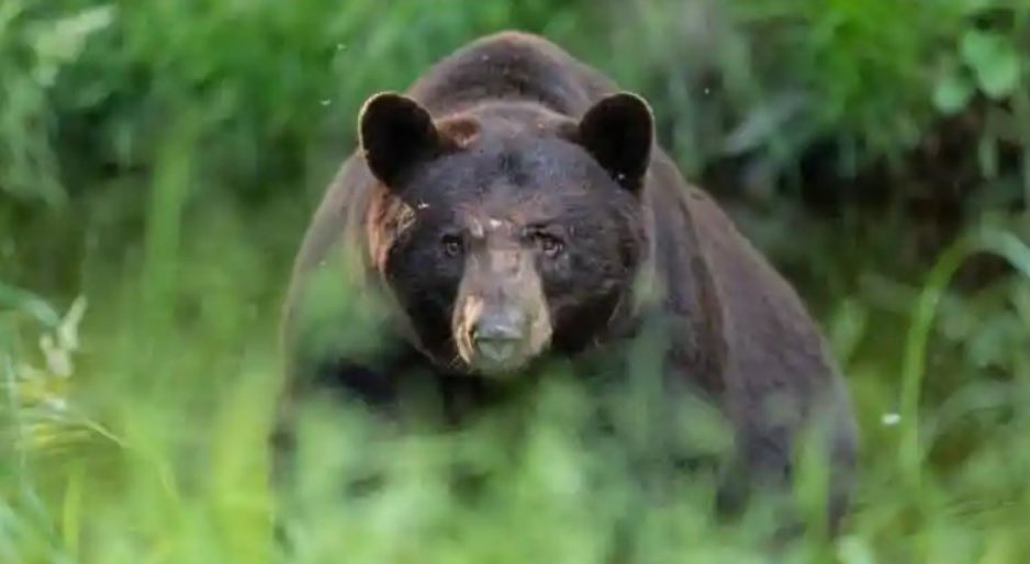 La pazzia umana non ha confini. Punire #OrsaJJ4 per quello che ha fatto è ormai diventata la mission del #Trentino.