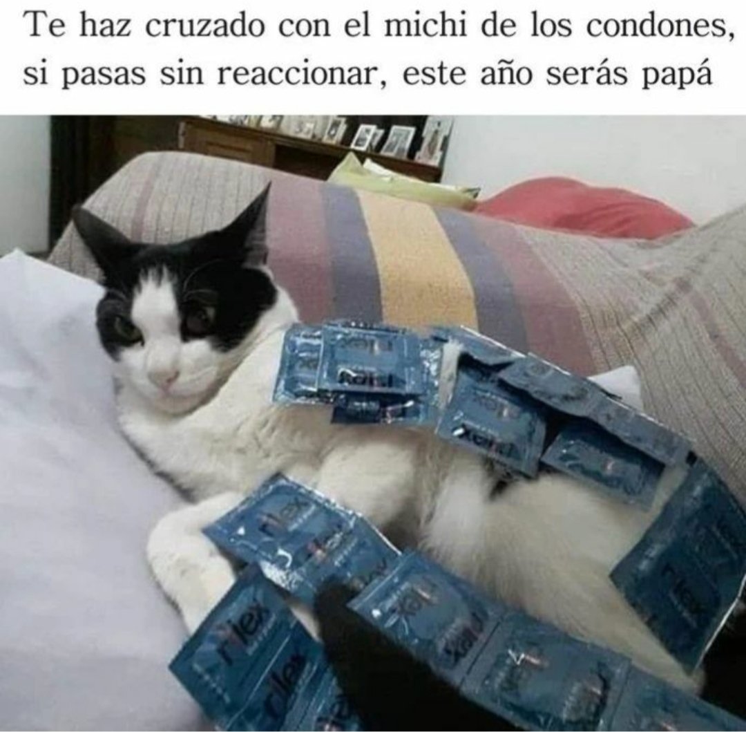 chaquius's tweet photo. 🐱🐈🐱🐈🐱🐈🐱🐈🐱🐈 https://t.co/byGM6hyeRe