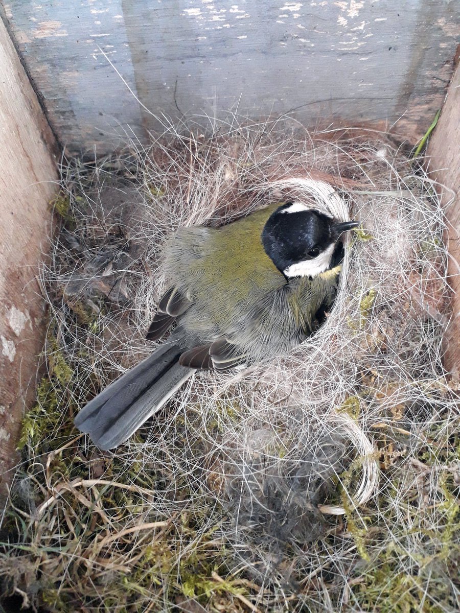 DHarazny's tweet photo. @CRTNorthWest @_BTO @CheshireWT @_JoelAshton @IoloWilliams2 @LGSpace @WildlifeGardenP @MeganRural @IoloWilliams2 @WilderThingsUK Nesting is well underway on #MyPatch #SaltersfordLocks #nestingtime #eggs #nature #wildlife #nests #Cheshire https://t.co/yUg8lDPZtu
