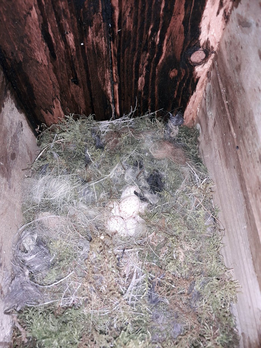DHarazny's tweet photo. @CRTNorthWest @_BTO @CheshireWT @_JoelAshton @IoloWilliams2 @LGSpace @WildlifeGardenP @MeganRural @IoloWilliams2 @WilderThingsUK Nesting is well underway on #MyPatch #SaltersfordLocks #nestingtime #eggs #nature #wildlife #nests #Cheshire https://t.co/yUg8lDPZtu