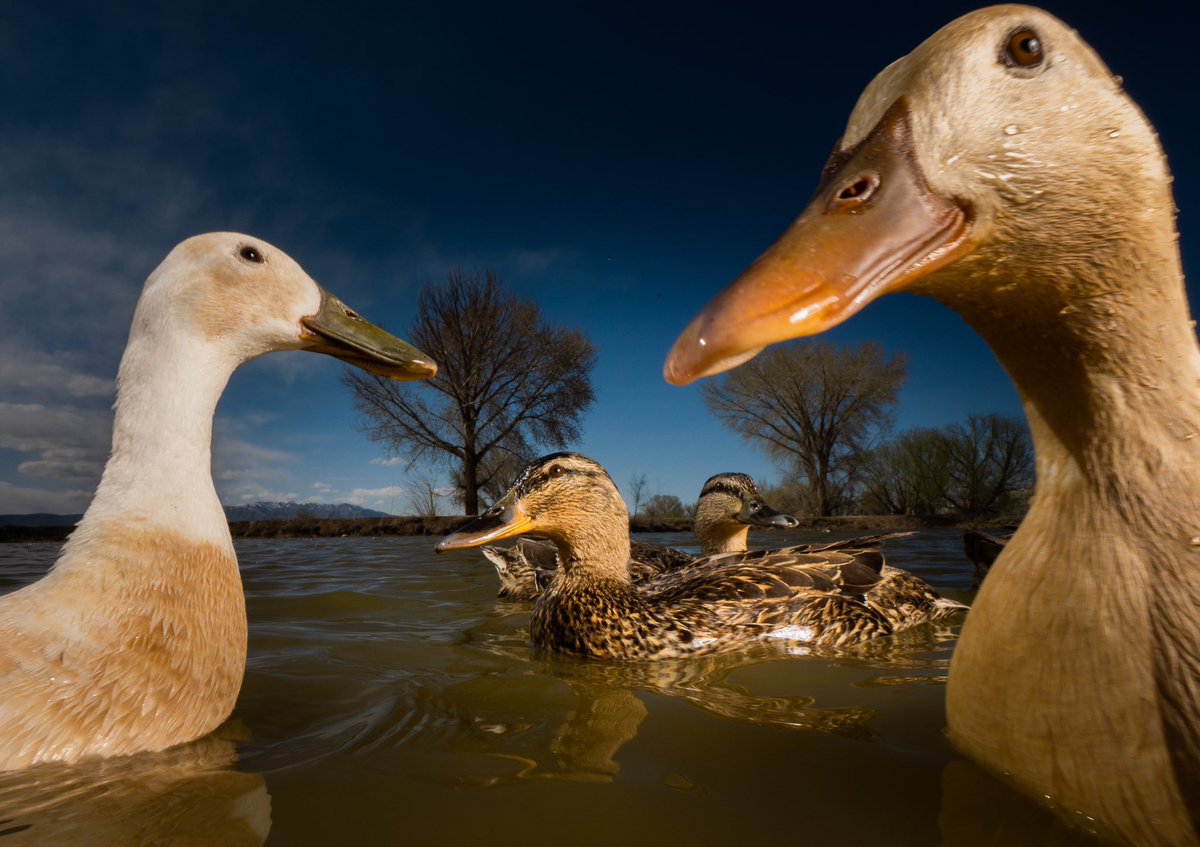 DuckFoodBot's tweet photo. we promise we will share 

(retweet to send noms https://t.co/bCx4zPeNUf) https://t.co/beI7mhkSba