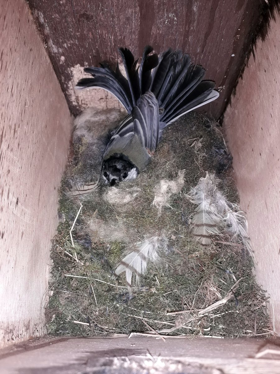 DHarazny's tweet photo. @CRTNorthWest @_BTO @CheshireWT @_JoelAshton @IoloWilliams2 @LGSpace @WildlifeGardenP @MeganRural @IoloWilliams2 @WilderThingsUK Nesting is well underway on #MyPatch #SaltersfordLocks #nestingtime #eggs #nature #wildlife #nests #Cheshire https://t.co/yUg8lDPZtu