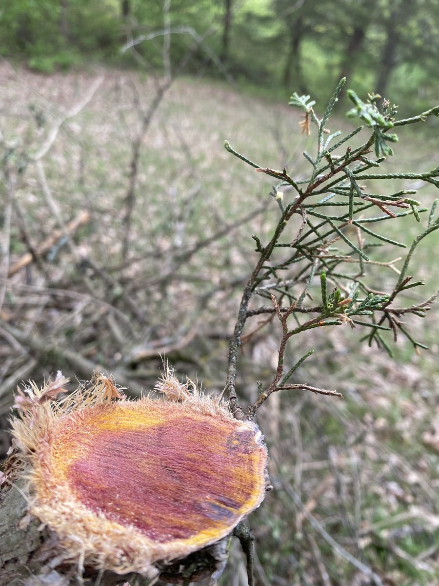 SaraForMissouri's tweet image. “To every thing there is a season, and a time to every purpose under the heaven:” 
- Ecclesiastes 3:1 #WalshUsesAReciprocatingSaw #FirstTimeForEverything 🙌❤️