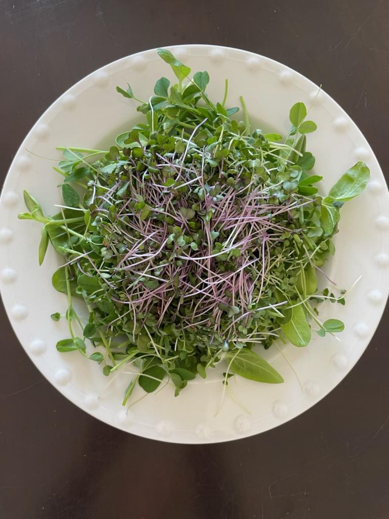 BlueCol63804184's tweet photo. Microgreen salad. Organic and nutrient-rich https://t.co/7PtnPwWPJF