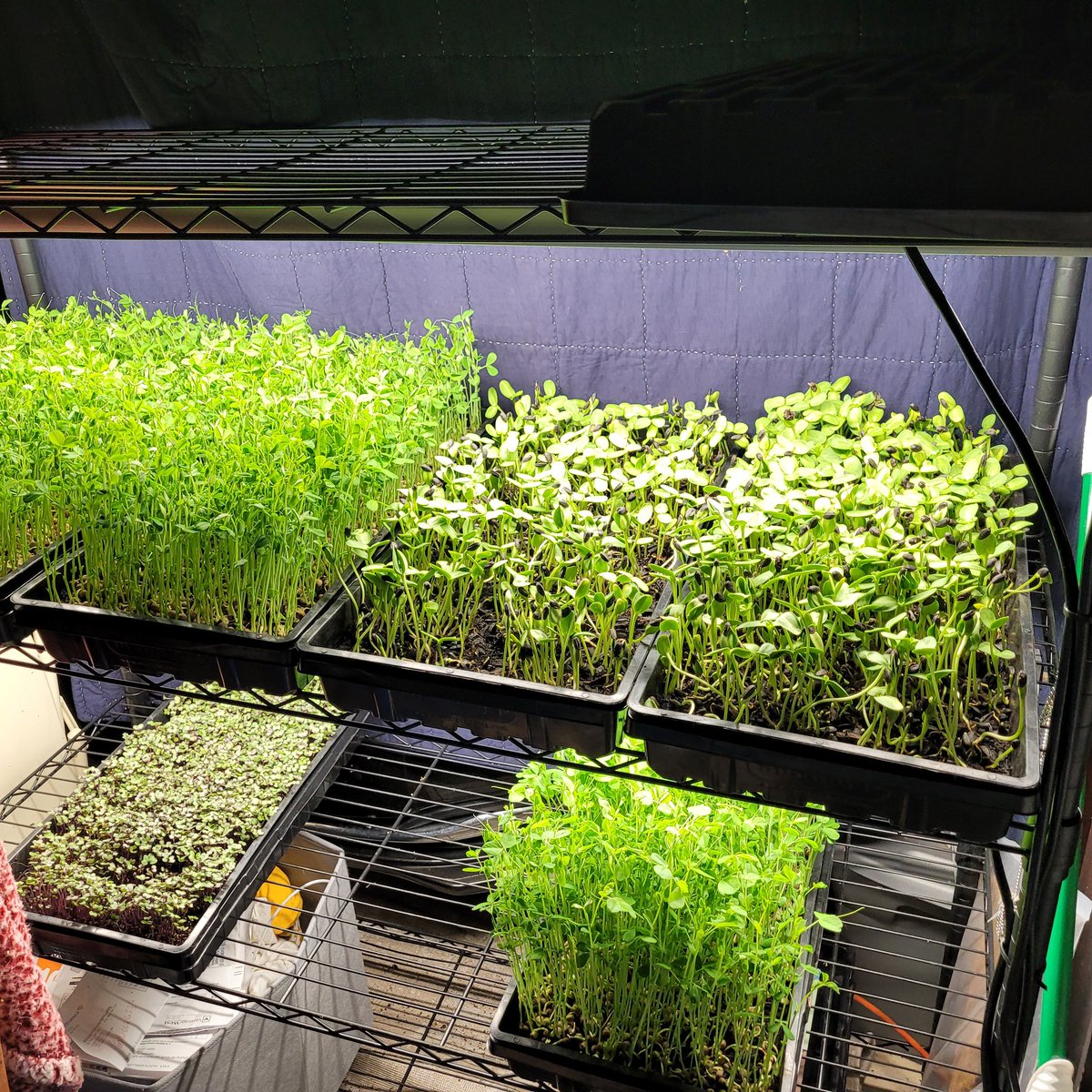 BlueCol63804184's tweet photo. Microgreen salad. Organic and nutrient-rich https://t.co/7PtnPwWPJF