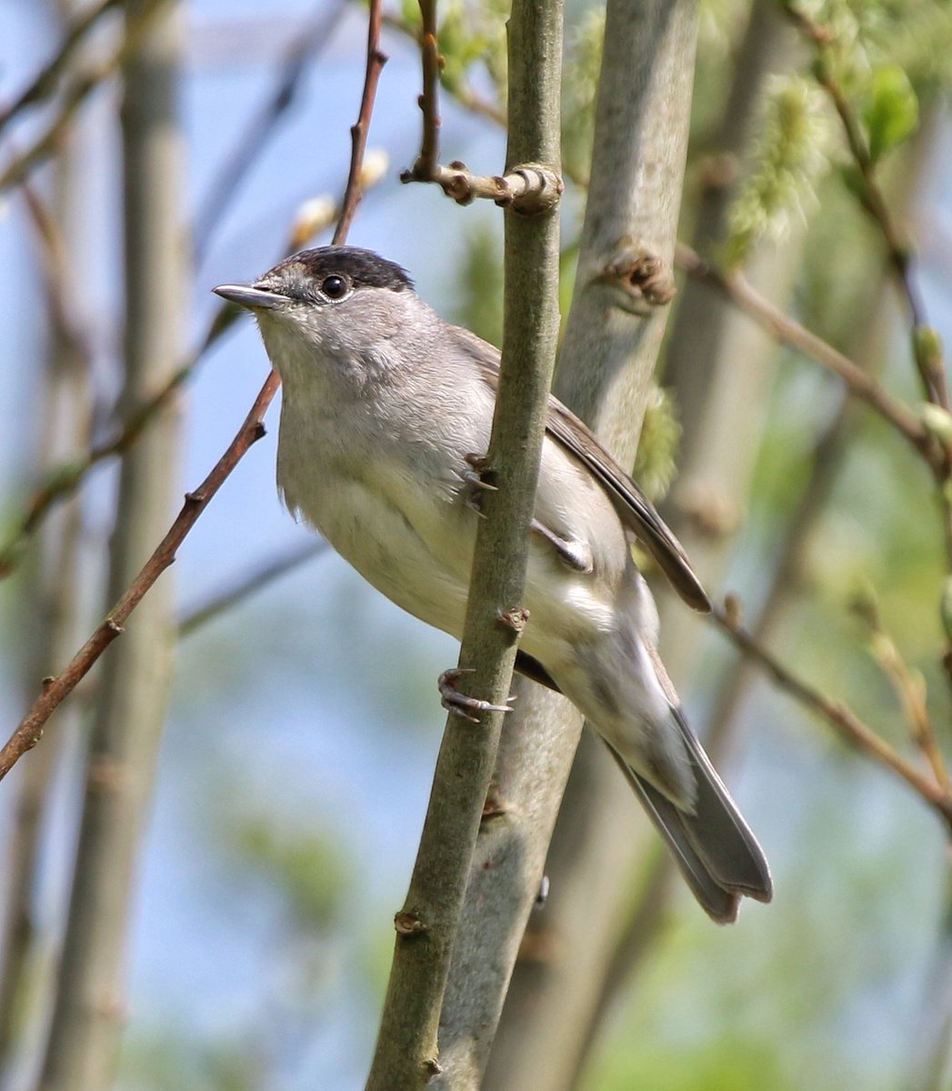 Male Blackcap

#blackcap #Birdland #birdphotography #birdwatching #BirdsSeenIn2023 #BIRDSTORY #nature #NatureBeauty #naturelovers #naturepositive #NatureRepublicTH #WildIsles #WildlifeWednesday #wildlifephotography #WildLifeRPG