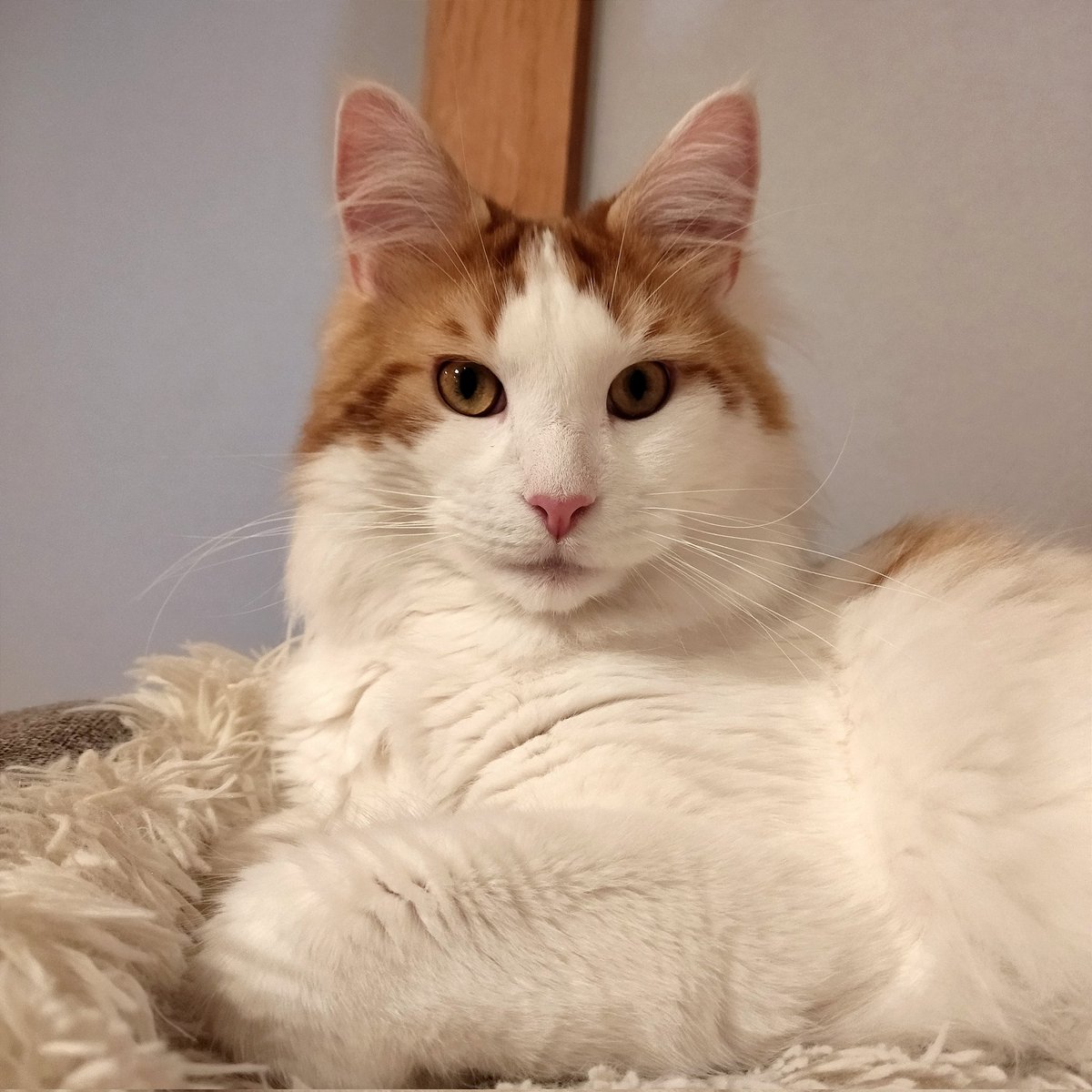 mainecoon_sette's tweet photo. 正面から おはようございます🐱
#メインクーン #メインクーン男の子  #長毛猫 #猫 #猫のいる暮らし #今日の猫 #朝 #おはようございます #正面 #真顔 #maincoon #maincoonlovers #maincoonboy #cat #todayscat #goodmorning #frontface #lookintothecamera https://t.co/xcf1Qzapwq
