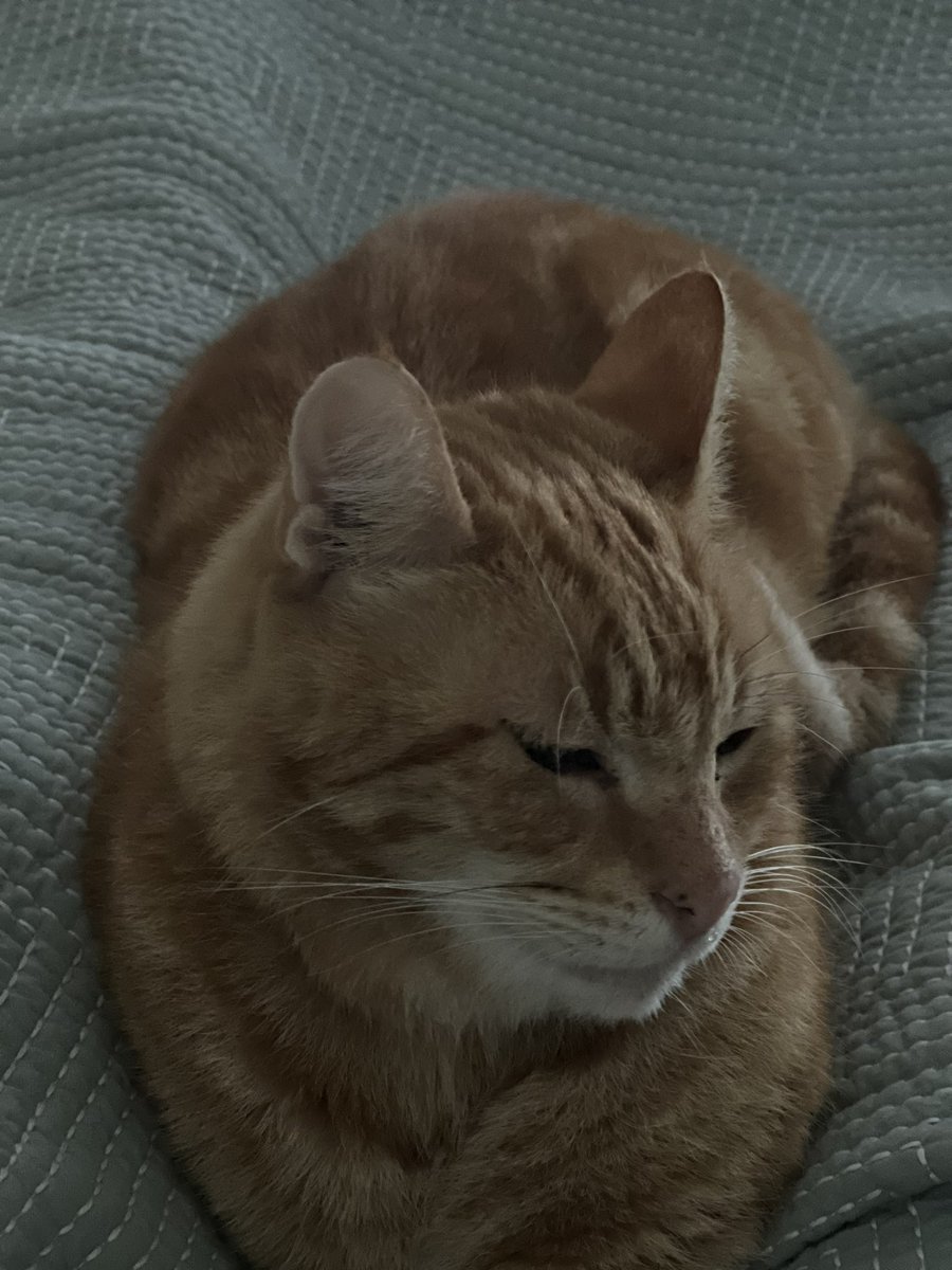 bj_ginger's tweet photo. @Falkorkat I spit them out every time (when manage to get it even remotely close to my mouth in the first place) 😉🐈😹 https://t.co/PgktRjutX9