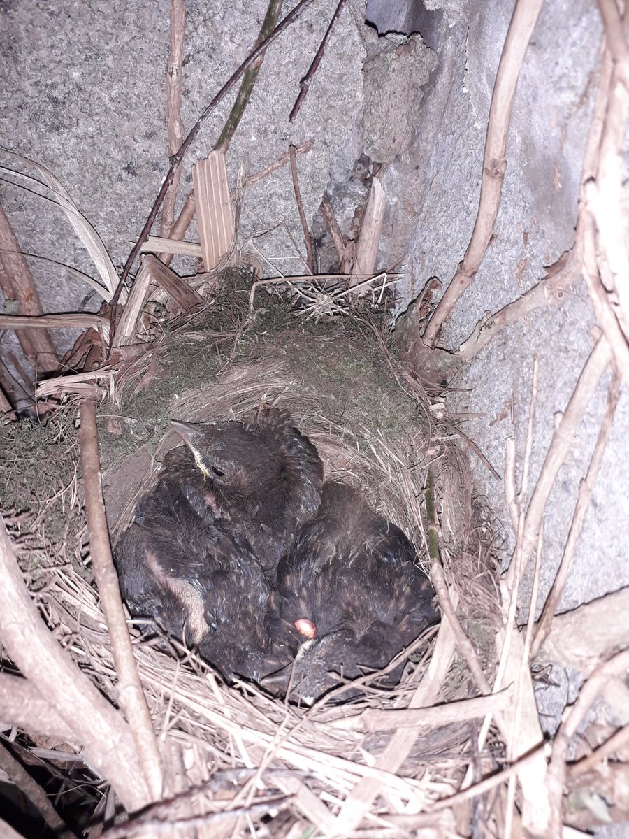 DHarazny's tweet photo. @CRTNorthWest @_BTO @CheshireWT @_JoelAshton @IoloWilliams2 @LGSpace @WildlifeGardenP @MeganRural @IoloWilliams2 @WilderThingsUK More nests found today on #MyPatch #SaltersfordLocks  #nestingtime #eggs #nature #wildlife #nests #Cheshire https://t.co/TT4HvHDm8b