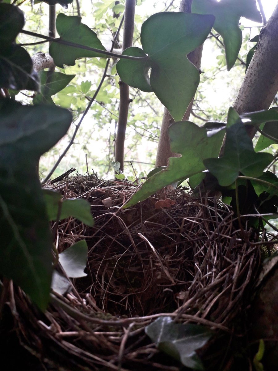 DHarazny's tweet photo. @CRTNorthWest @_BTO @CheshireWT @_JoelAshton @IoloWilliams2 @LGSpace @WildlifeGardenP @MeganRural @IoloWilliams2 @WilderThingsUK More nests found today on #MyPatch #SaltersfordLocks  #nestingtime #eggs #nature #wildlife #nests #Cheshire https://t.co/TT4HvHDm8b