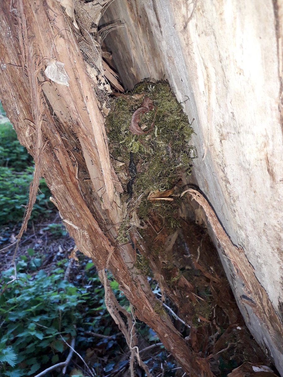 DHarazny's tweet photo. @CRTNorthWest @_BTO @CheshireWT @_JoelAshton @IoloWilliams2 @LGSpace @WildlifeGardenP @MeganRural @IoloWilliams2 @WilderThingsUK More nests found today on #MyPatch #SaltersfordLocks  #nestingtime #eggs #nature #wildlife #nests #Cheshire https://t.co/TT4HvHDm8b
