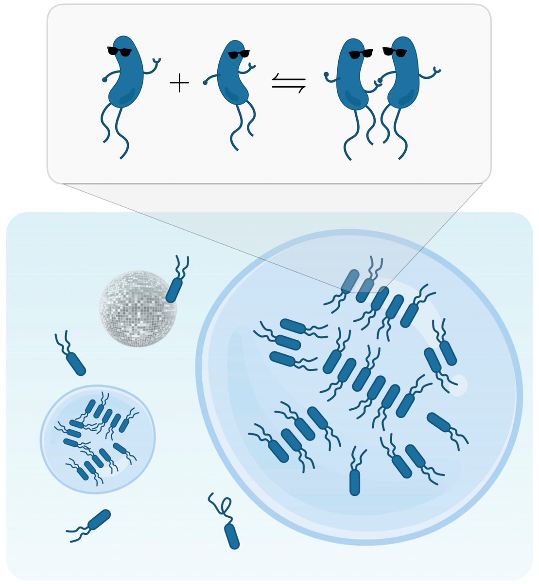 🎶Come together 🎶 Check our latest preprint, together with the #ThomasMichaels group, to learn how the formation of assemblies affects the propensity of molecules to conDANCE.
biorxiv.org/content/10.110…
Cartoon made with biorender